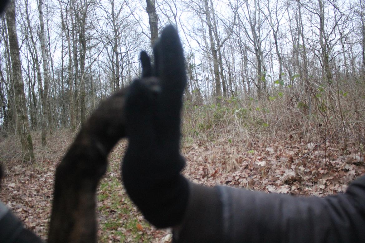 Blanding af racer Bundy billede 13