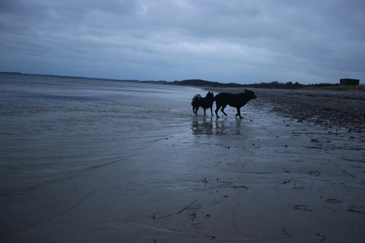 Blanding af racer Bundy billede 18