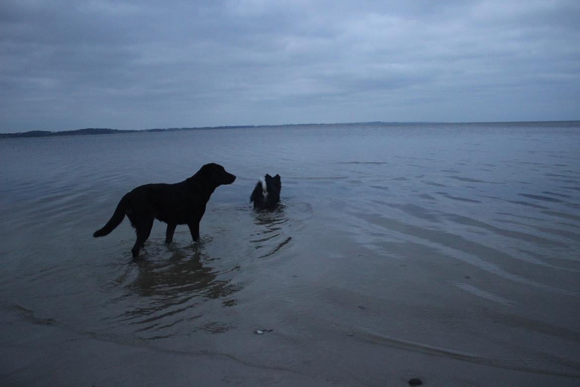 Blanding af racer Bundy billede 21