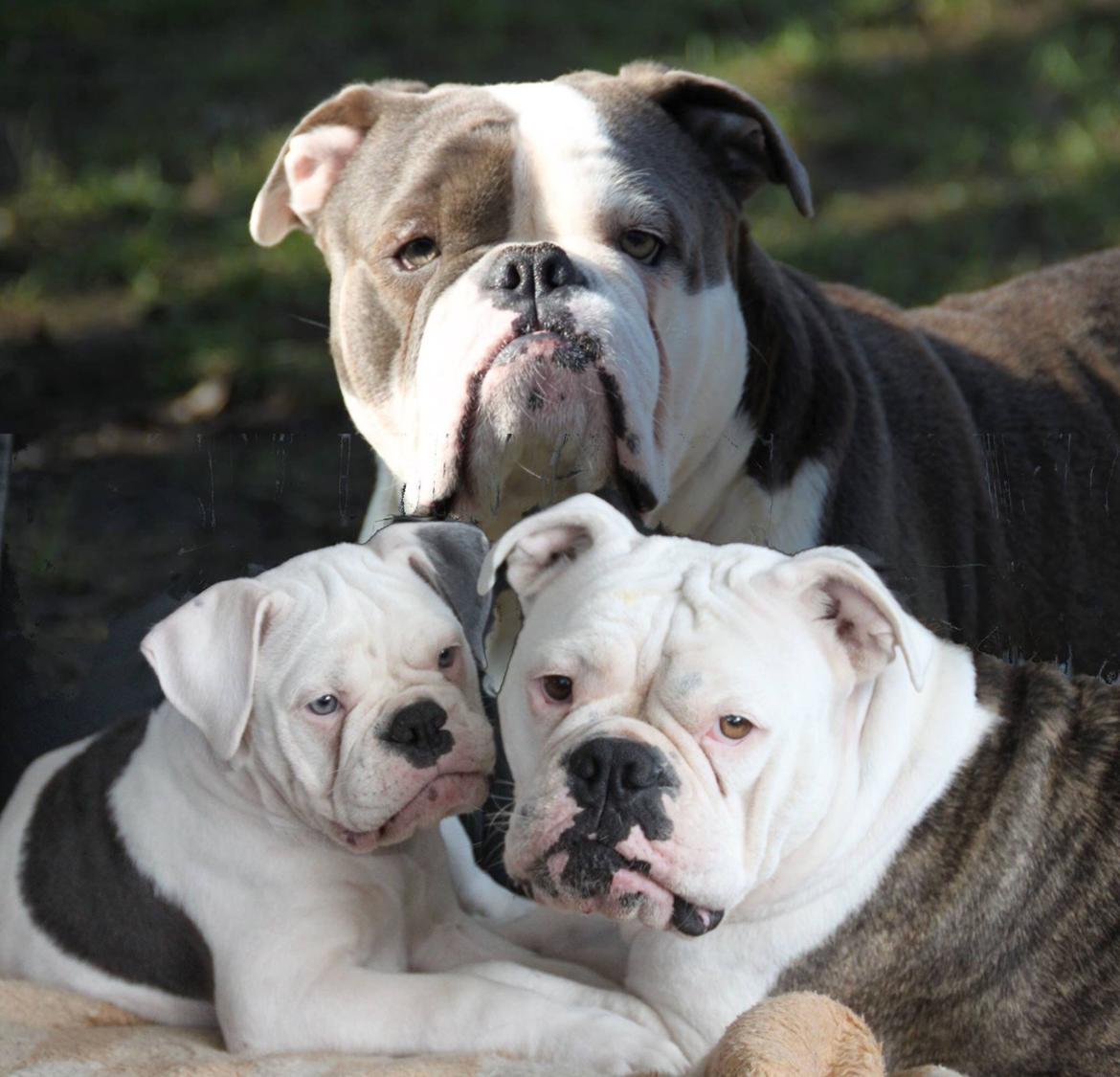 Olde english bulldogge Angeleyes Bounty  billede 2