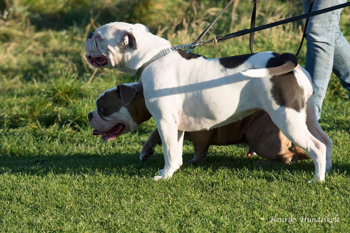 Olde english bulldogge Angeleyes Bounty  billede 3
