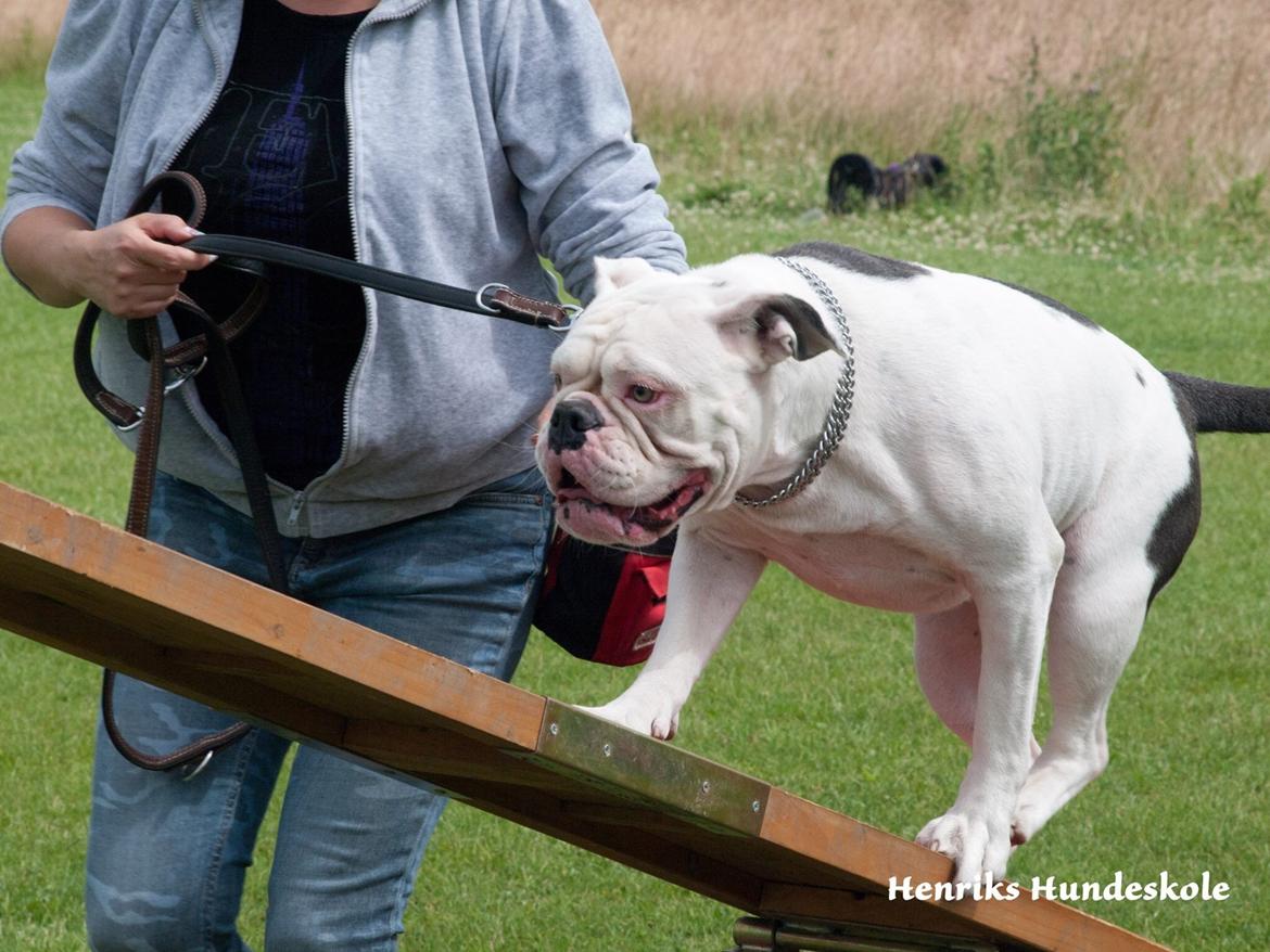 Olde english bulldogge Angeleyes Bounty  billede 4
