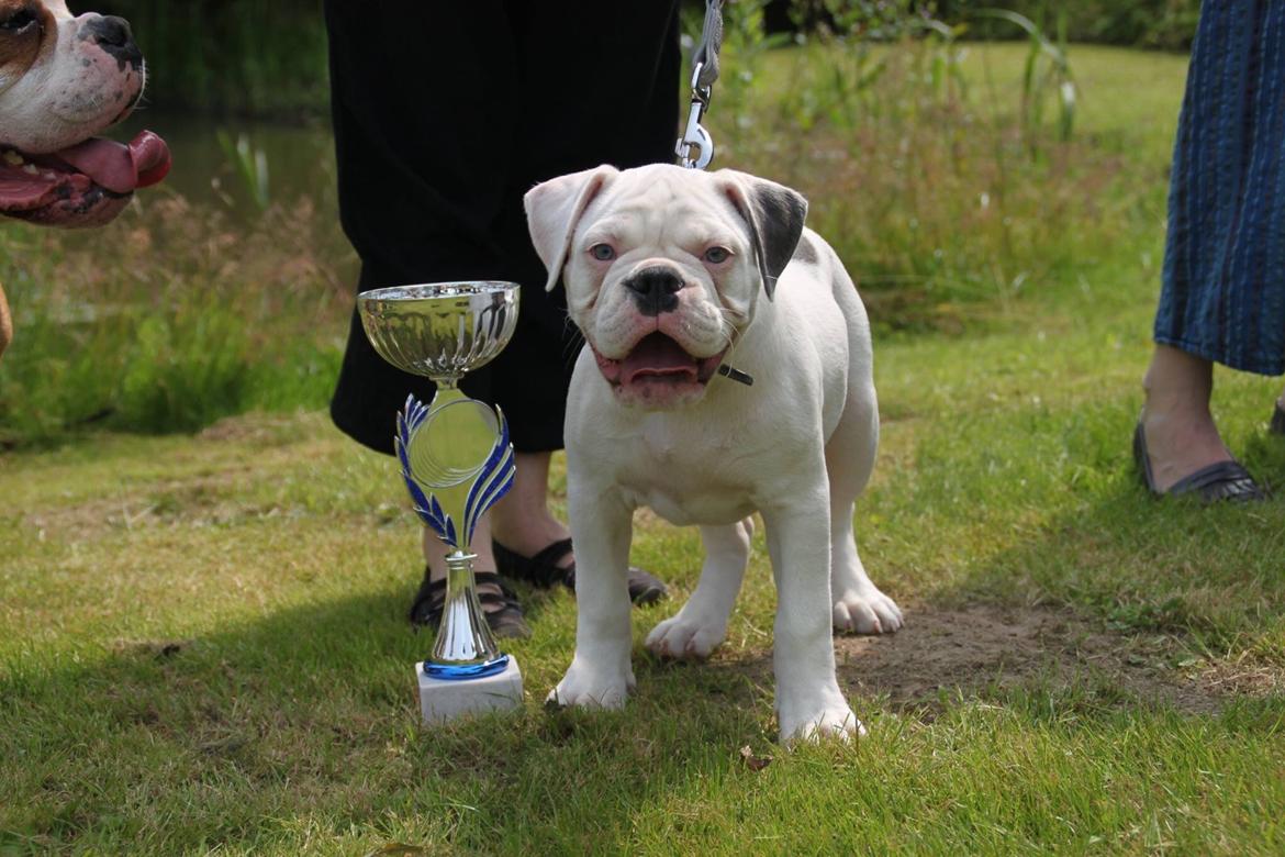 Olde english bulldogge Angeleyes Bounty  billede 5