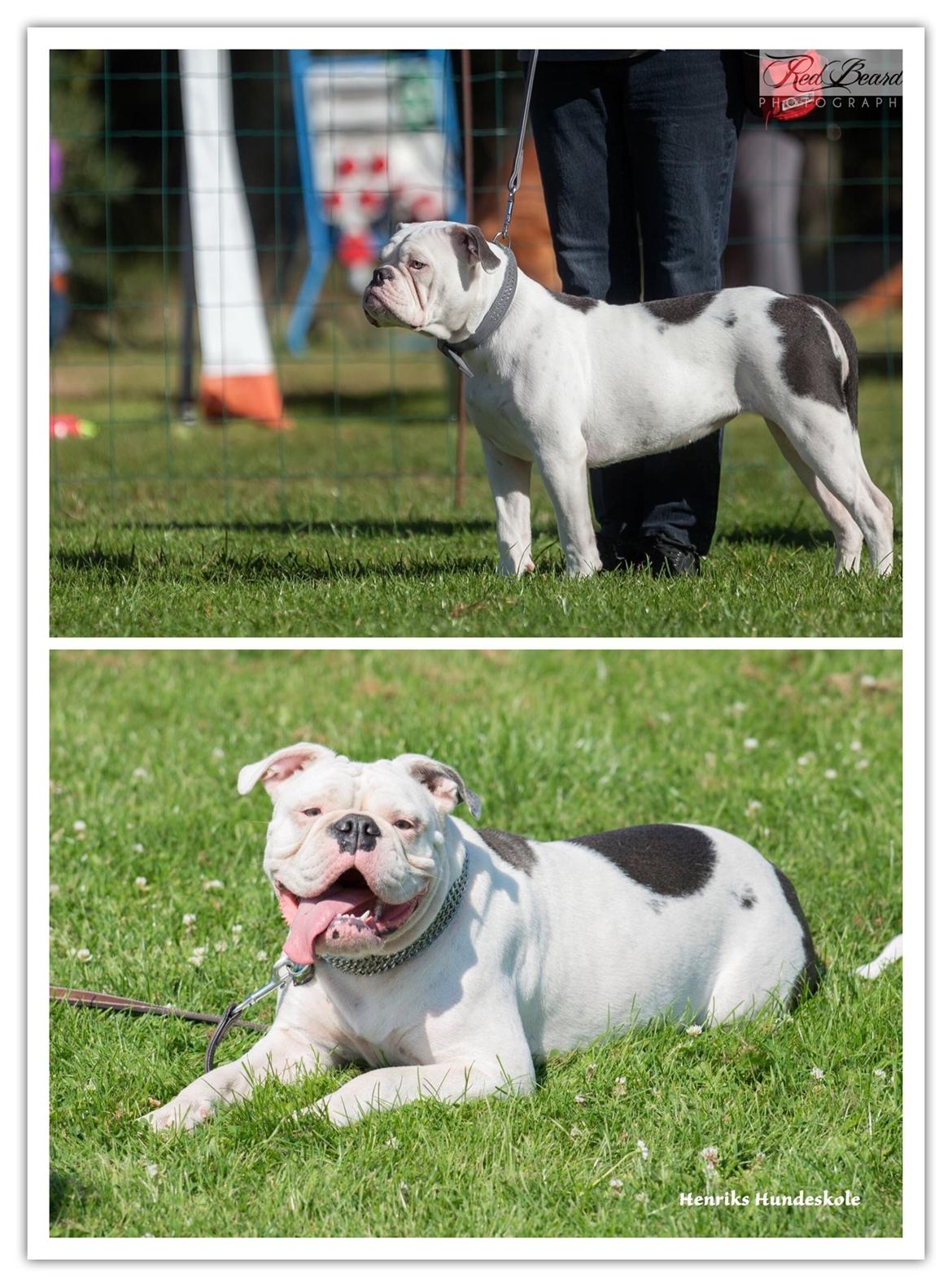 Olde english bulldogge Angeleyes Bounty  billede 6