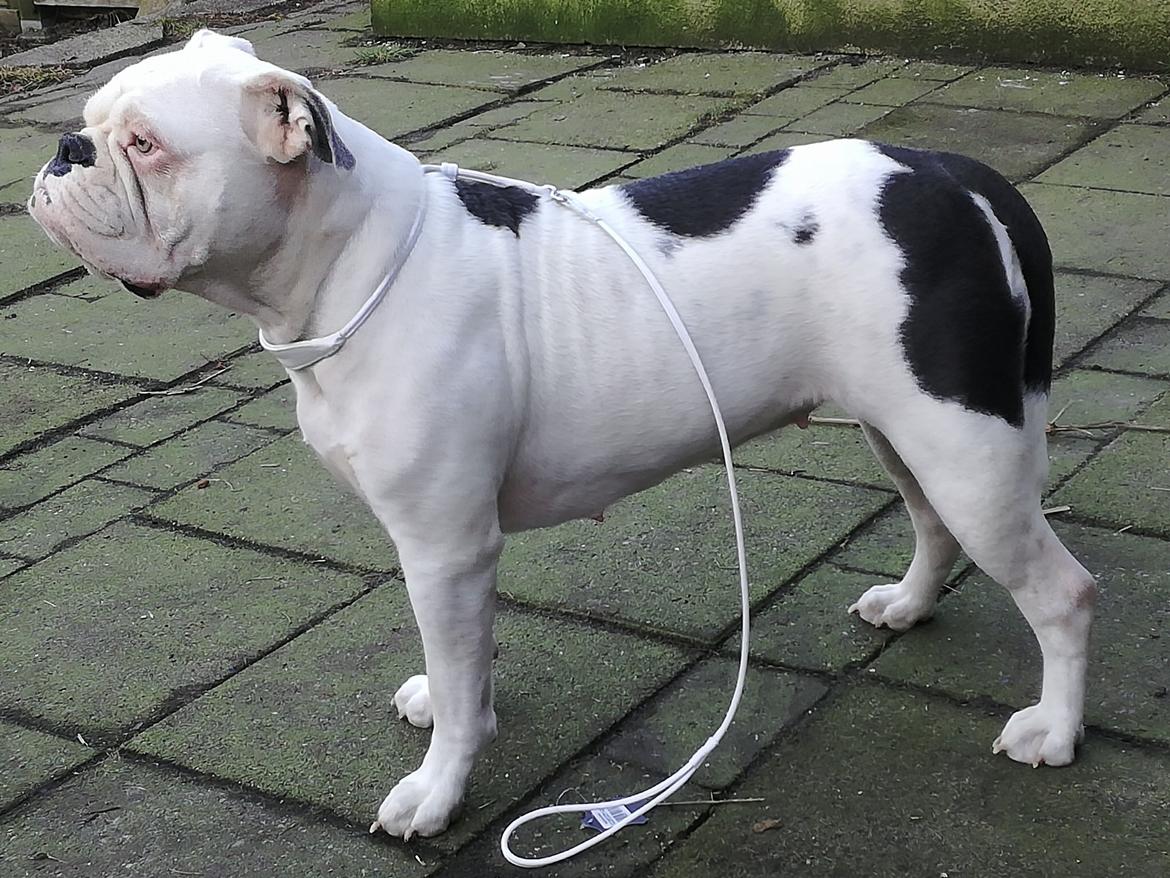 Olde english bulldogge Angeleyes Bounty  billede 7