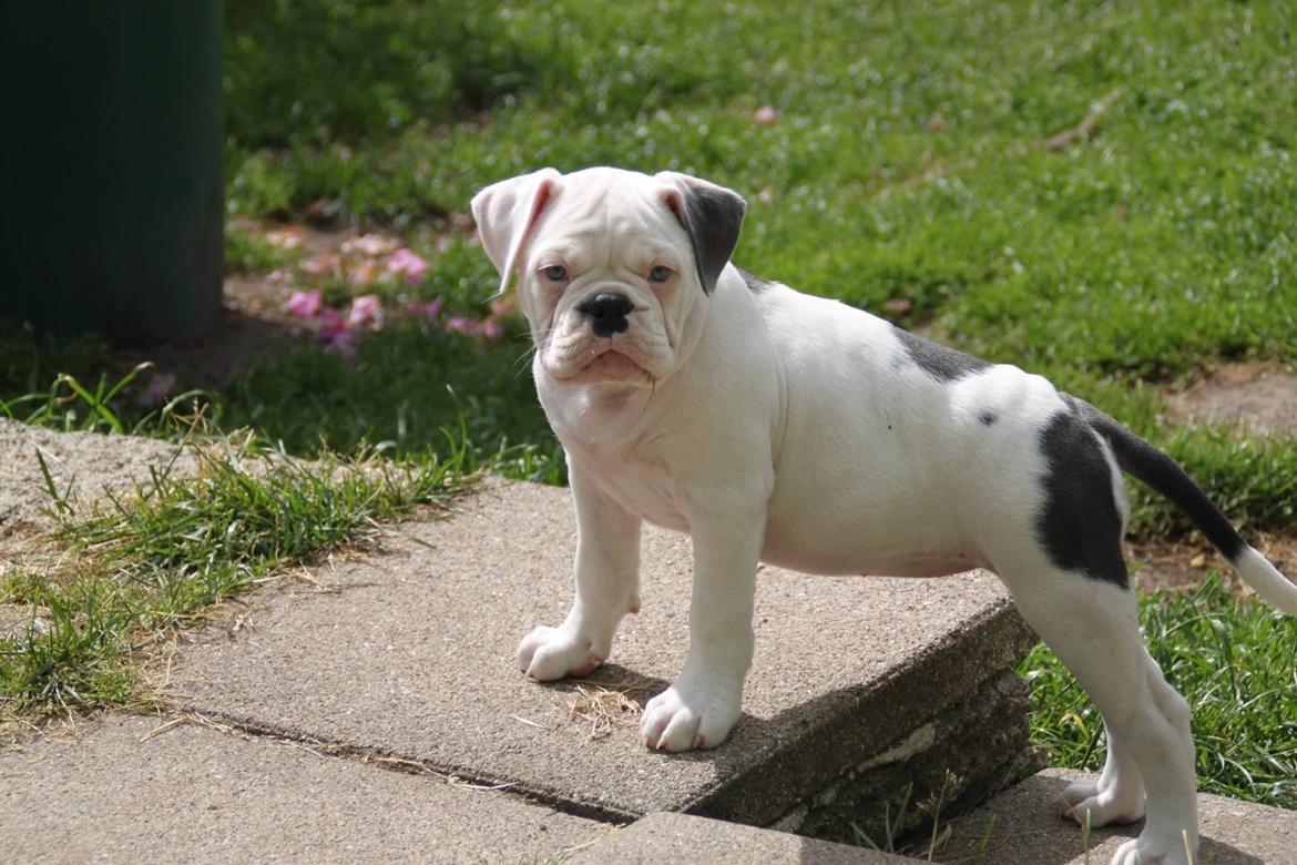 Olde english bulldogge Angeleyes Bounty  billede 8