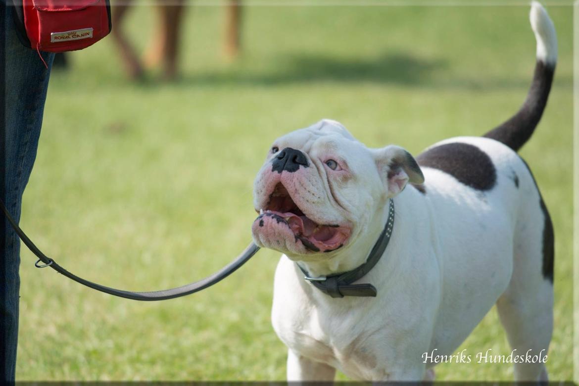 Olde english bulldogge Angeleyes Bounty  billede 9