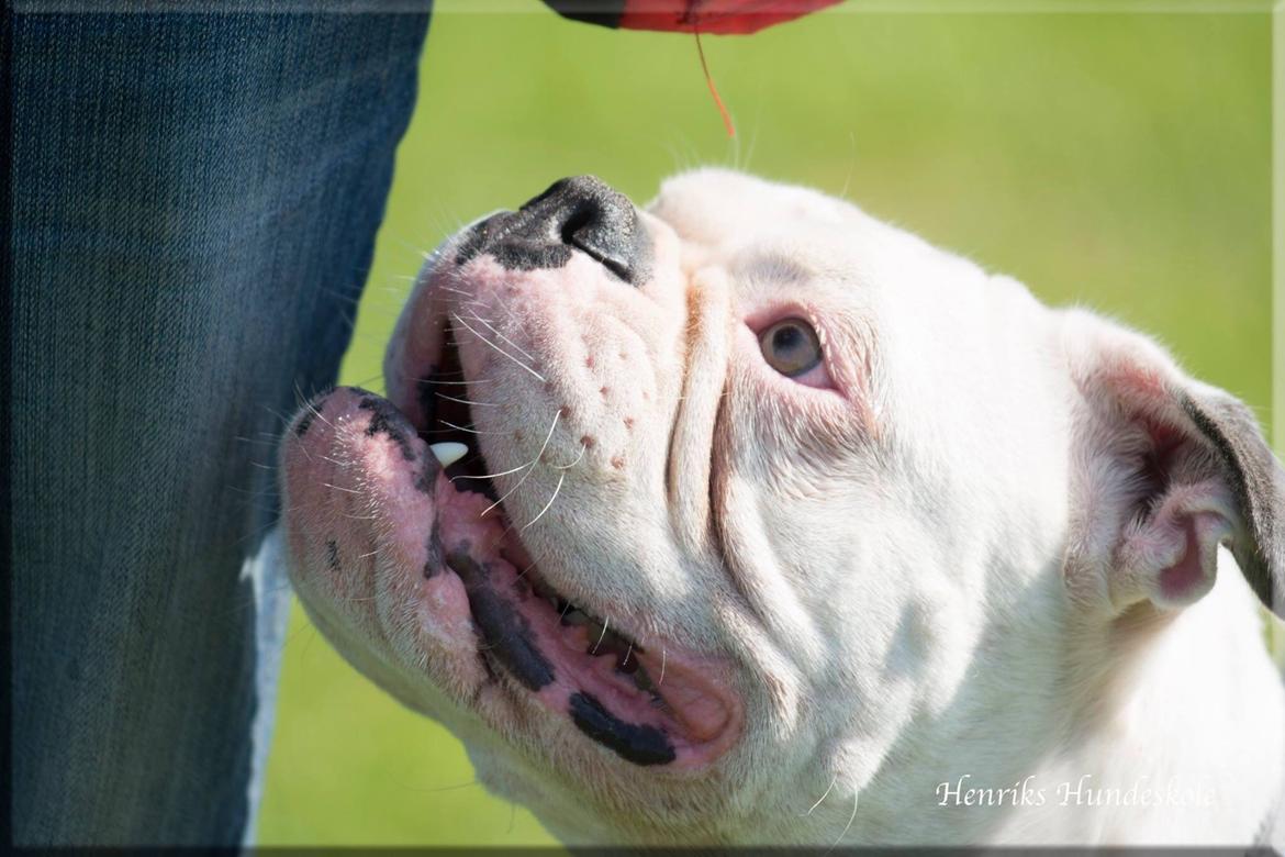 Olde english bulldogge Angeleyes Bounty  billede 10