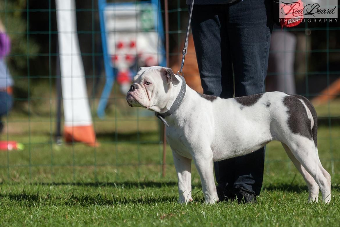 Olde english bulldogge Angeleyes Bounty  billede 11