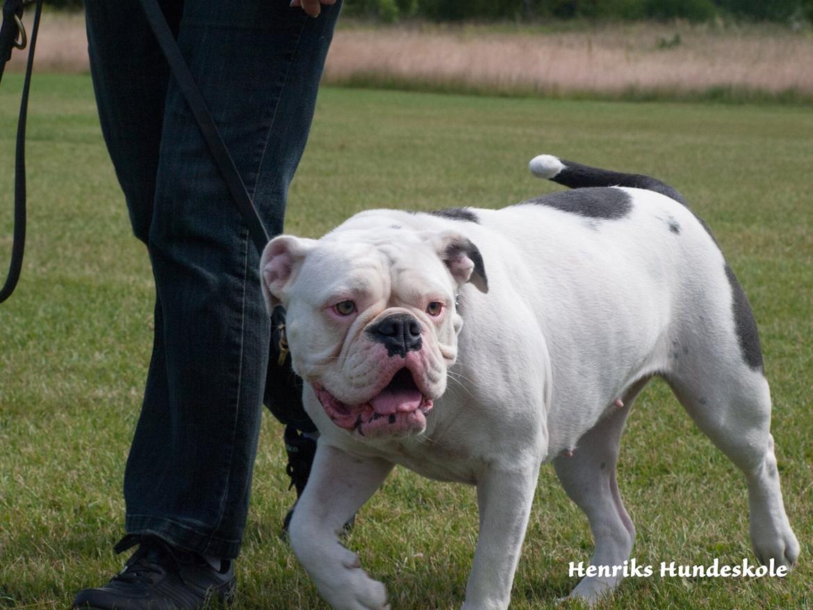 Olde english bulldogge Angeleyes Bounty  billede 12