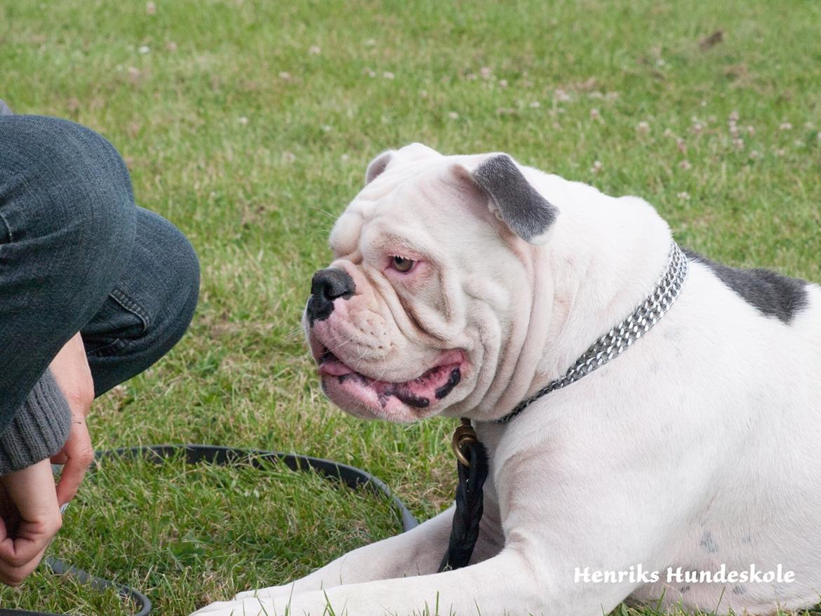 Olde english bulldogge Angeleyes Bounty  billede 13