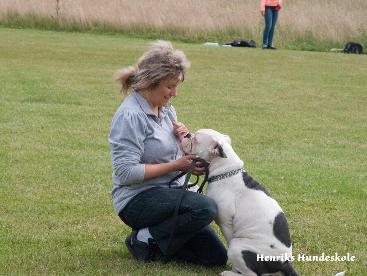 Olde english bulldogge Angeleyes Bounty  billede 14