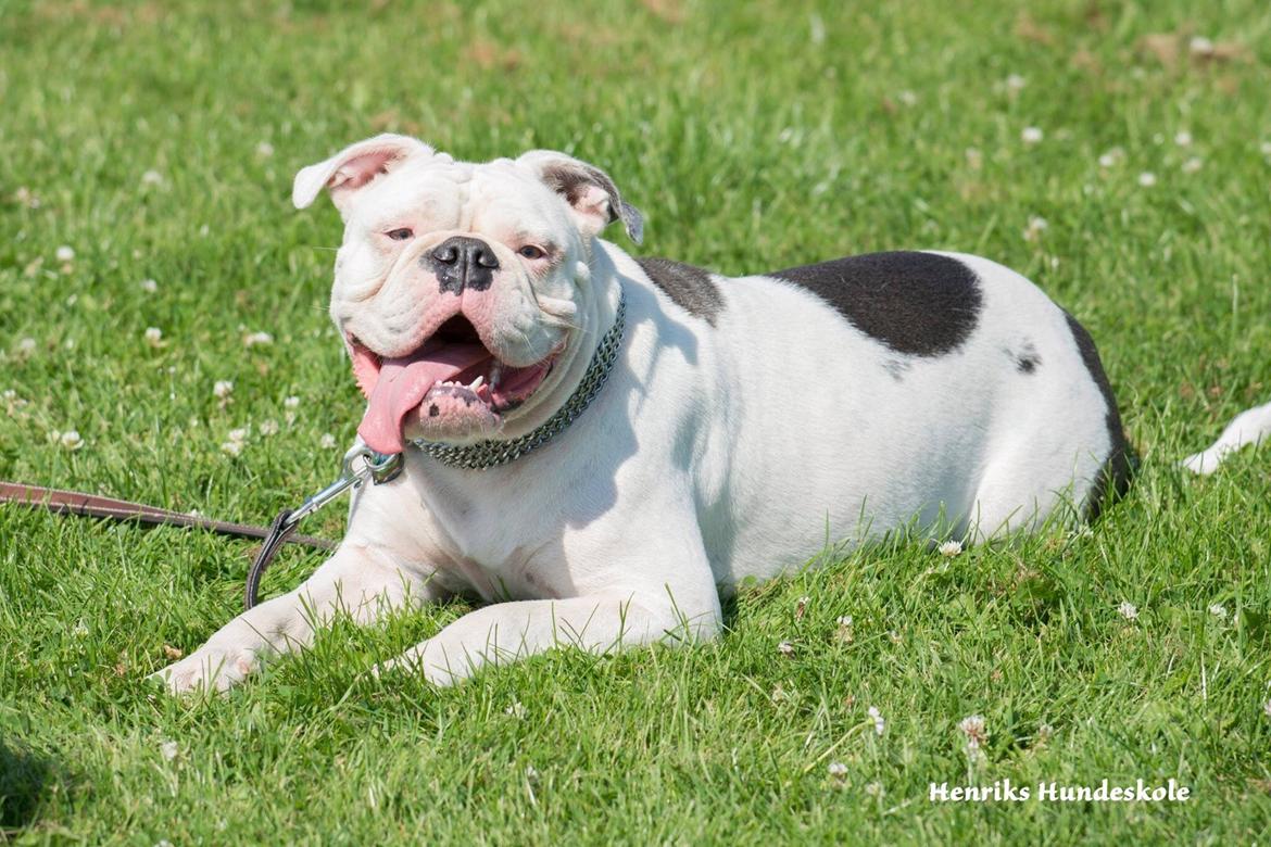 Olde english bulldogge Angeleyes Bounty  billede 17