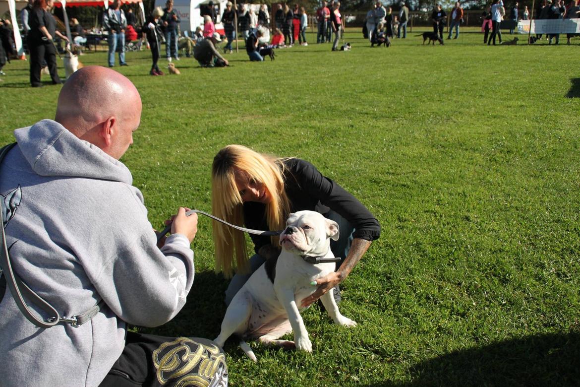Olde english bulldogge Angeleyes Bounty  billede 16