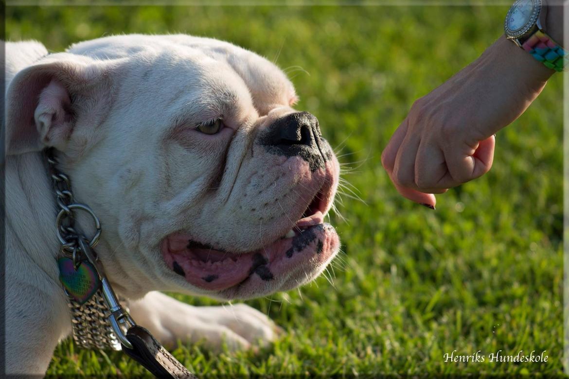 Olde english bulldogge Angeleyes Bounty  billede 18