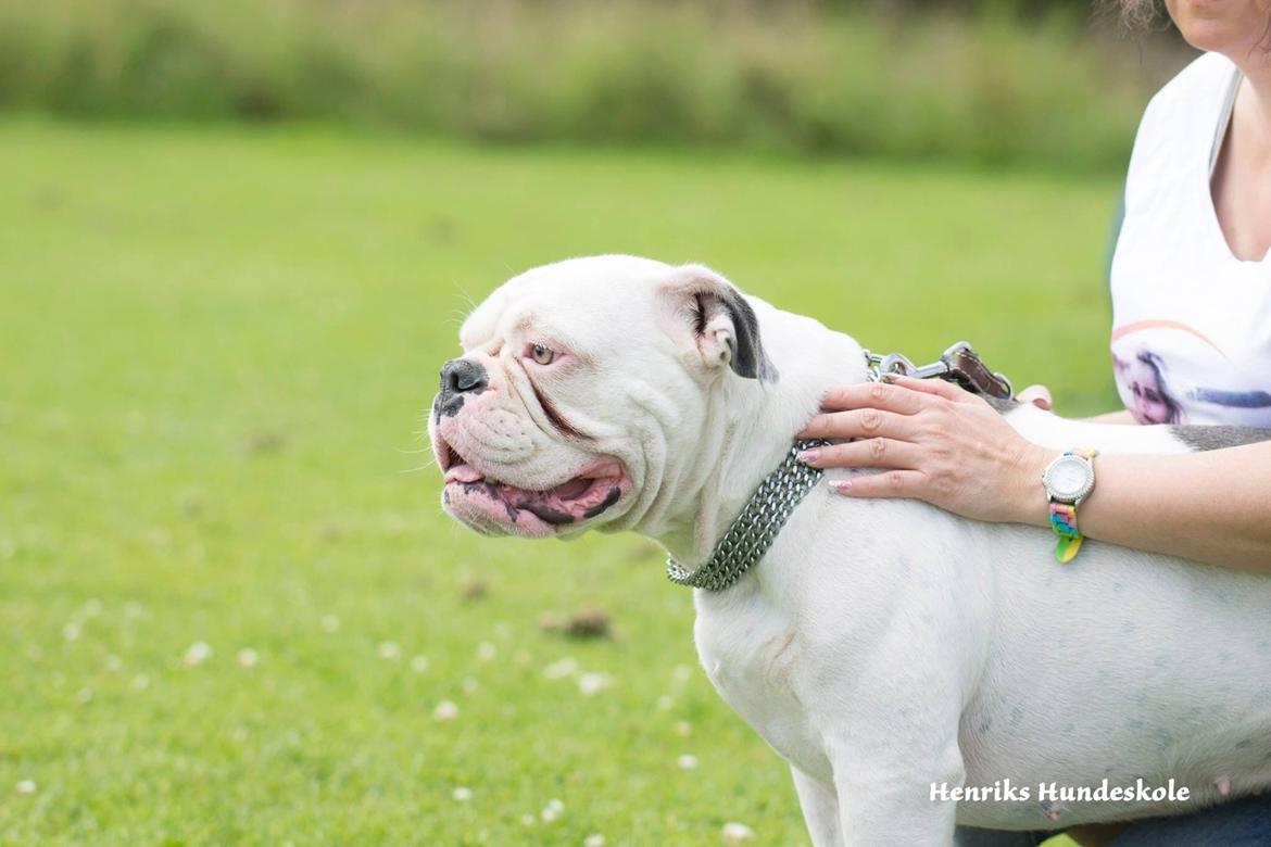 Olde english bulldogge Angeleyes Bounty  billede 1