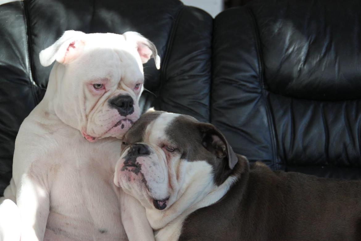 Olde english bulldogge Angeleyes Bounty  billede 15