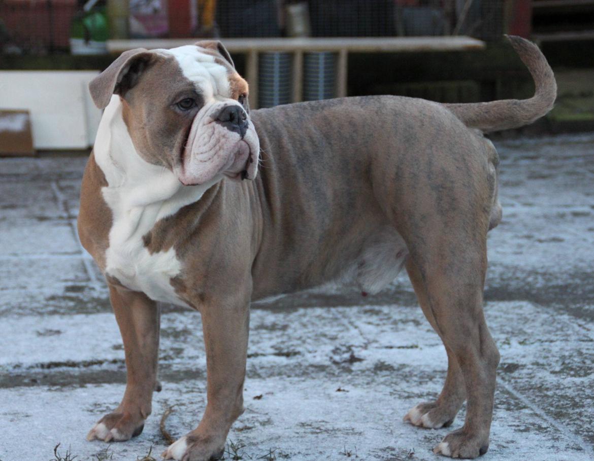 Olde english bulldogge Angeleyes Cherokee/ Herkus  billede 2