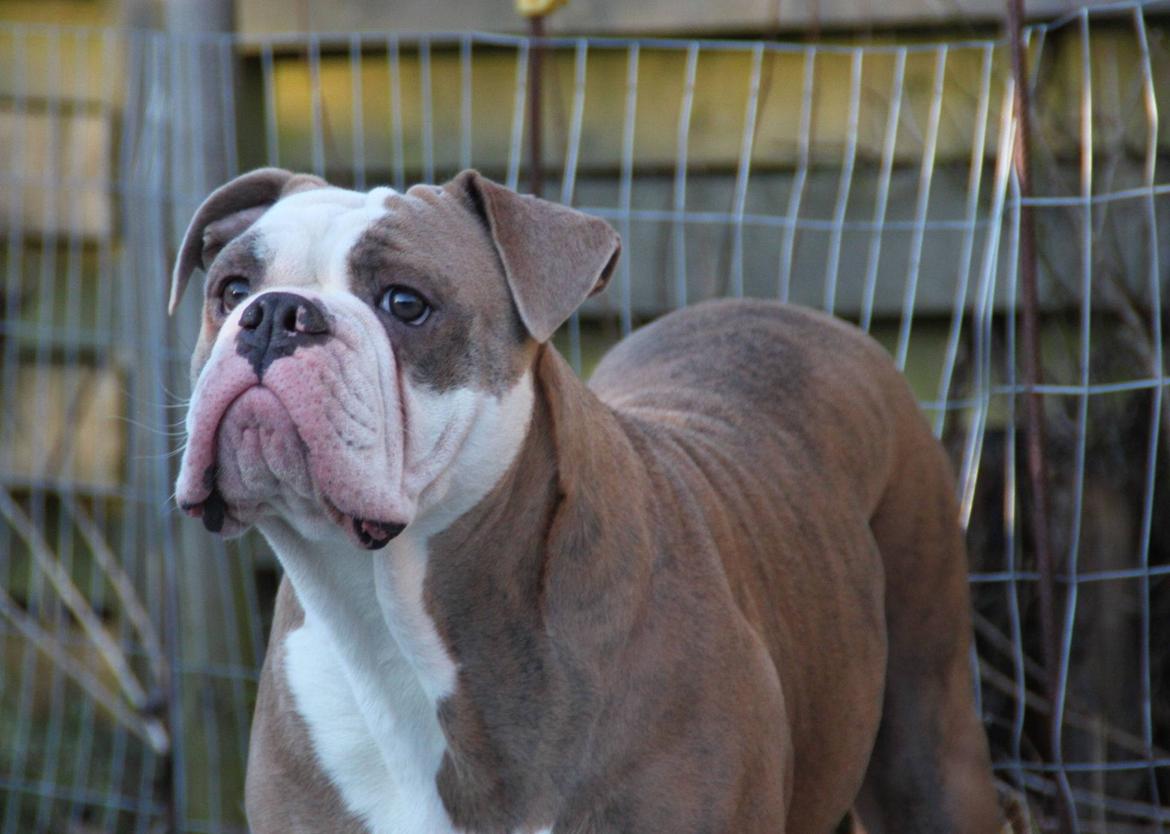 Olde english bulldogge Angeleyes Cherokee/ Herkus  billede 3