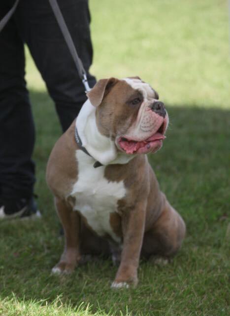 Olde english bulldogge Angeleyes Cherokee/ Herkus  billede 1