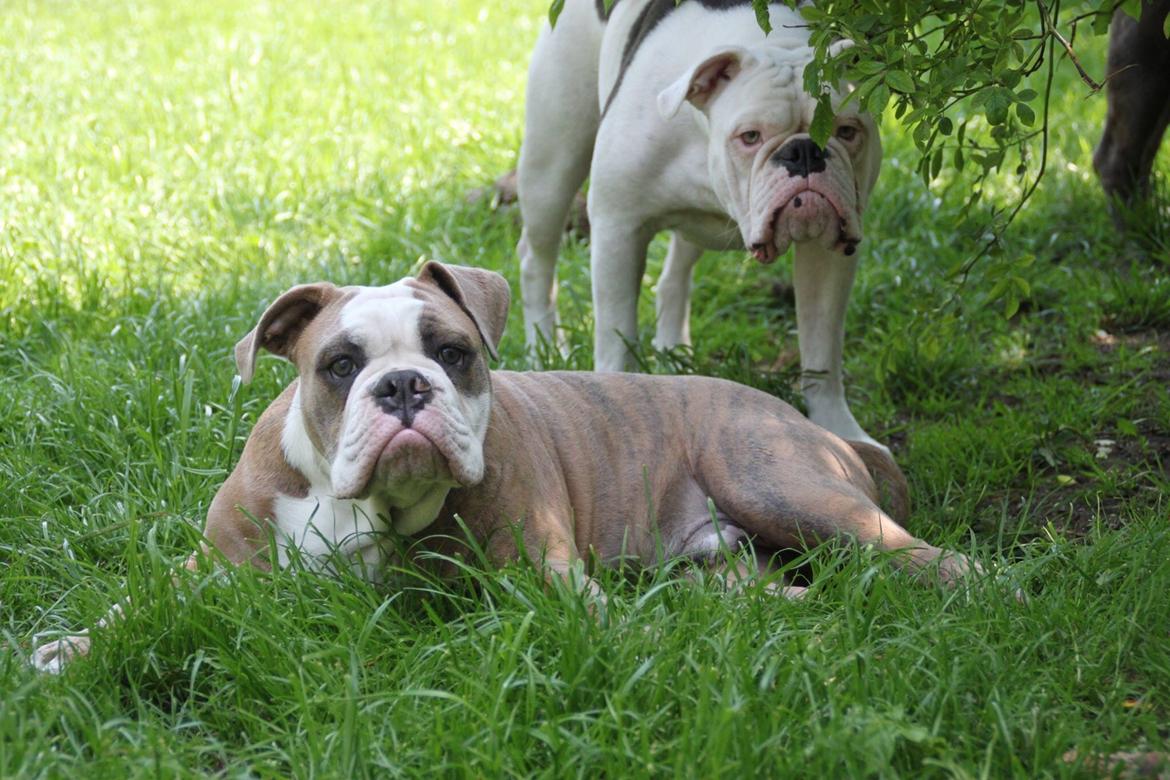 Olde english bulldogge Angeleyes Cherokee/ Herkus  billede 4