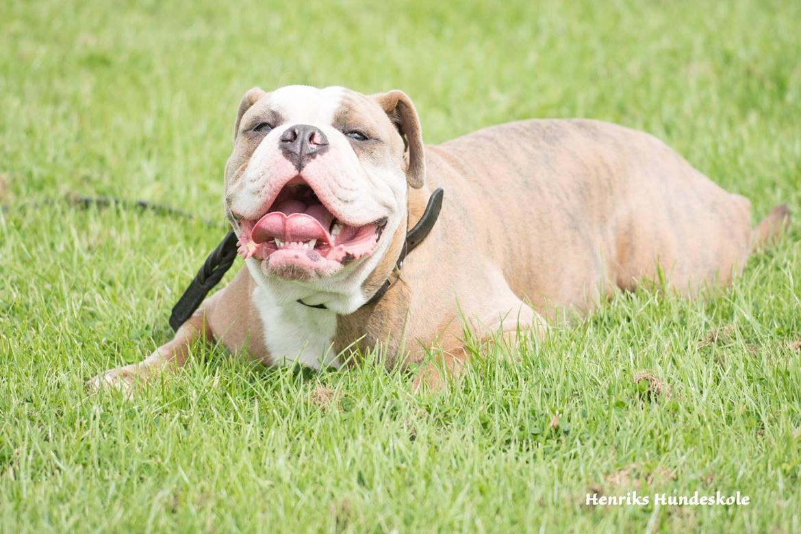 Olde english bulldogge Angeleyes Cherokee/ Herkus  billede 5