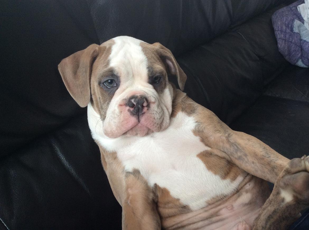 Olde english bulldogge Angeleyes Cherokee/ Herkus  billede 6