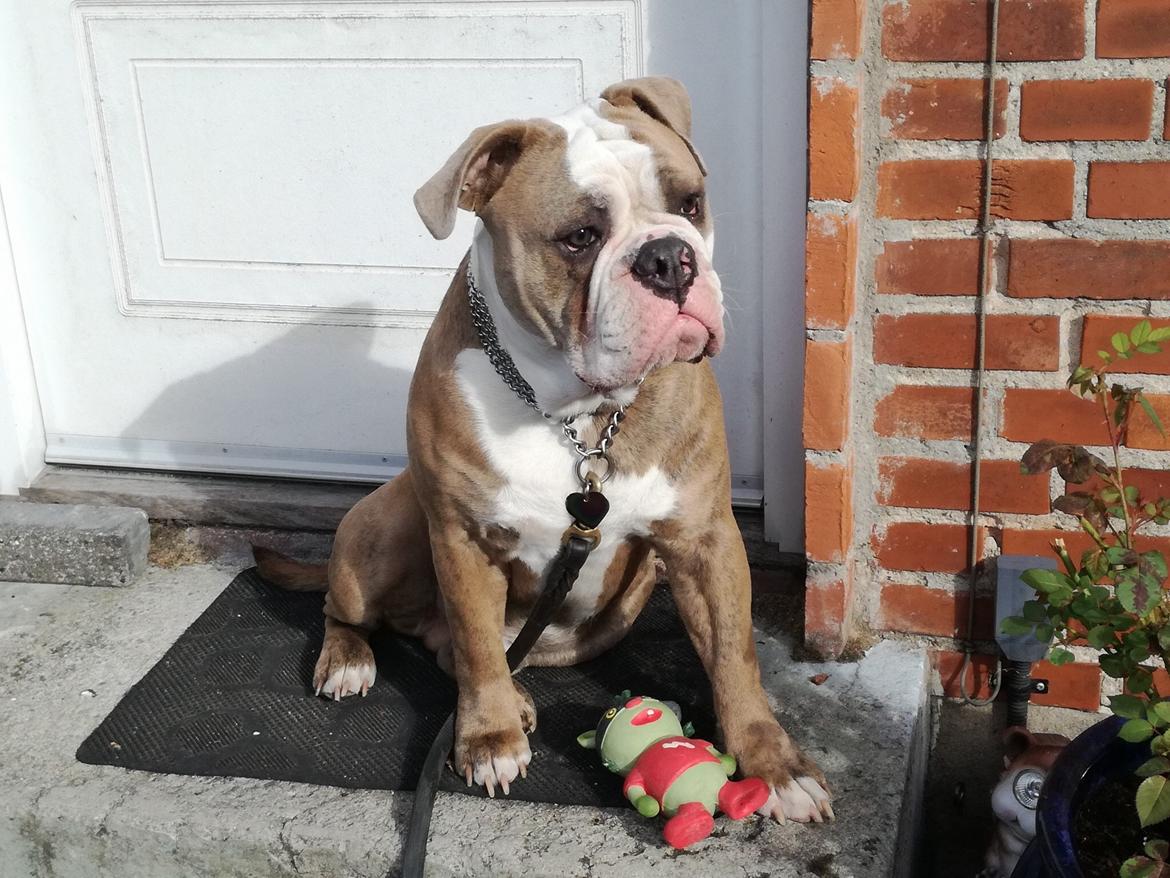 Olde english bulldogge Angeleyes Cherokee/ Herkus  billede 7