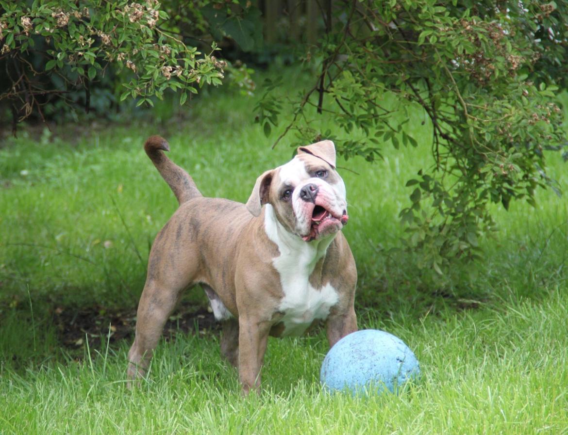 Olde english bulldogge Angeleyes Cherokee/ Herkus  billede 9