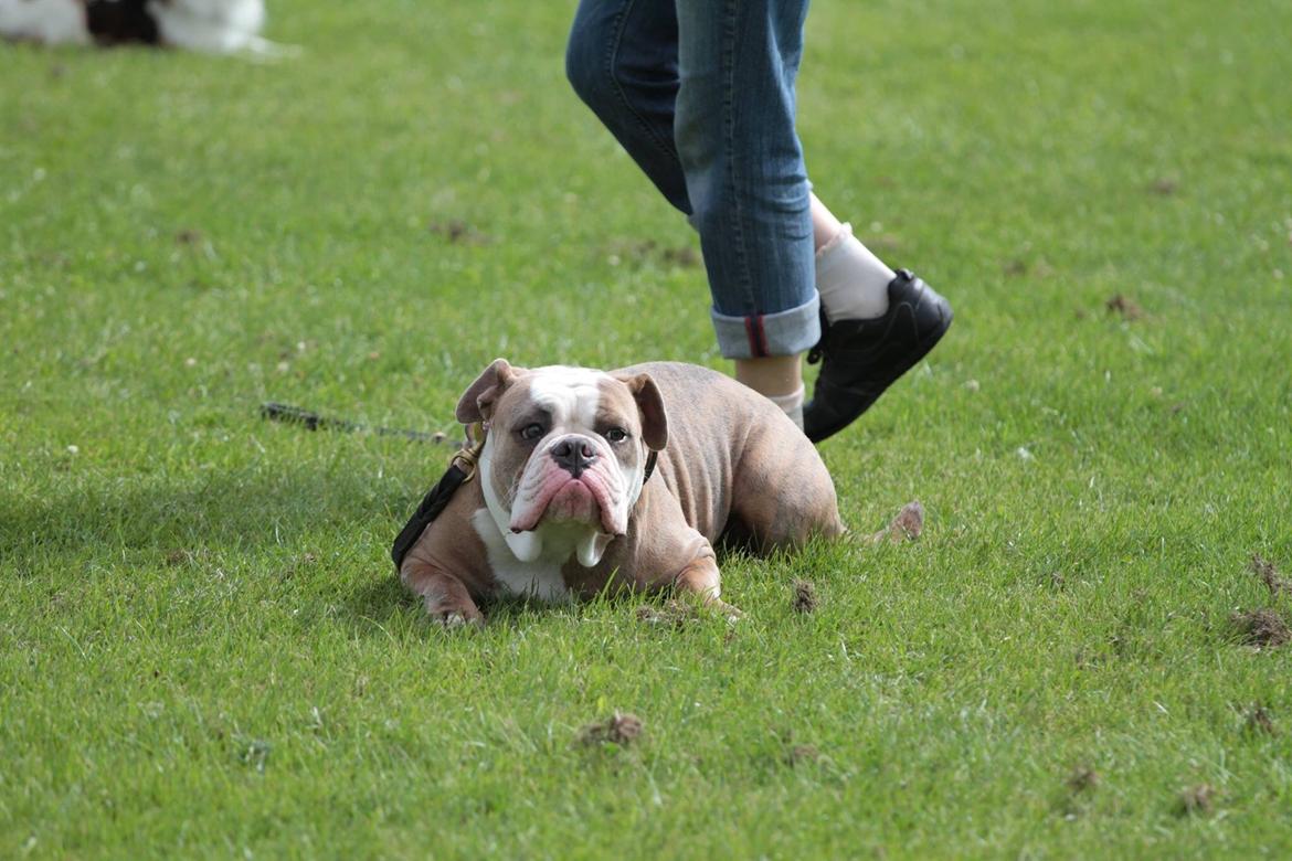 Olde english bulldogge Angeleyes Cherokee/ Herkus  billede 10