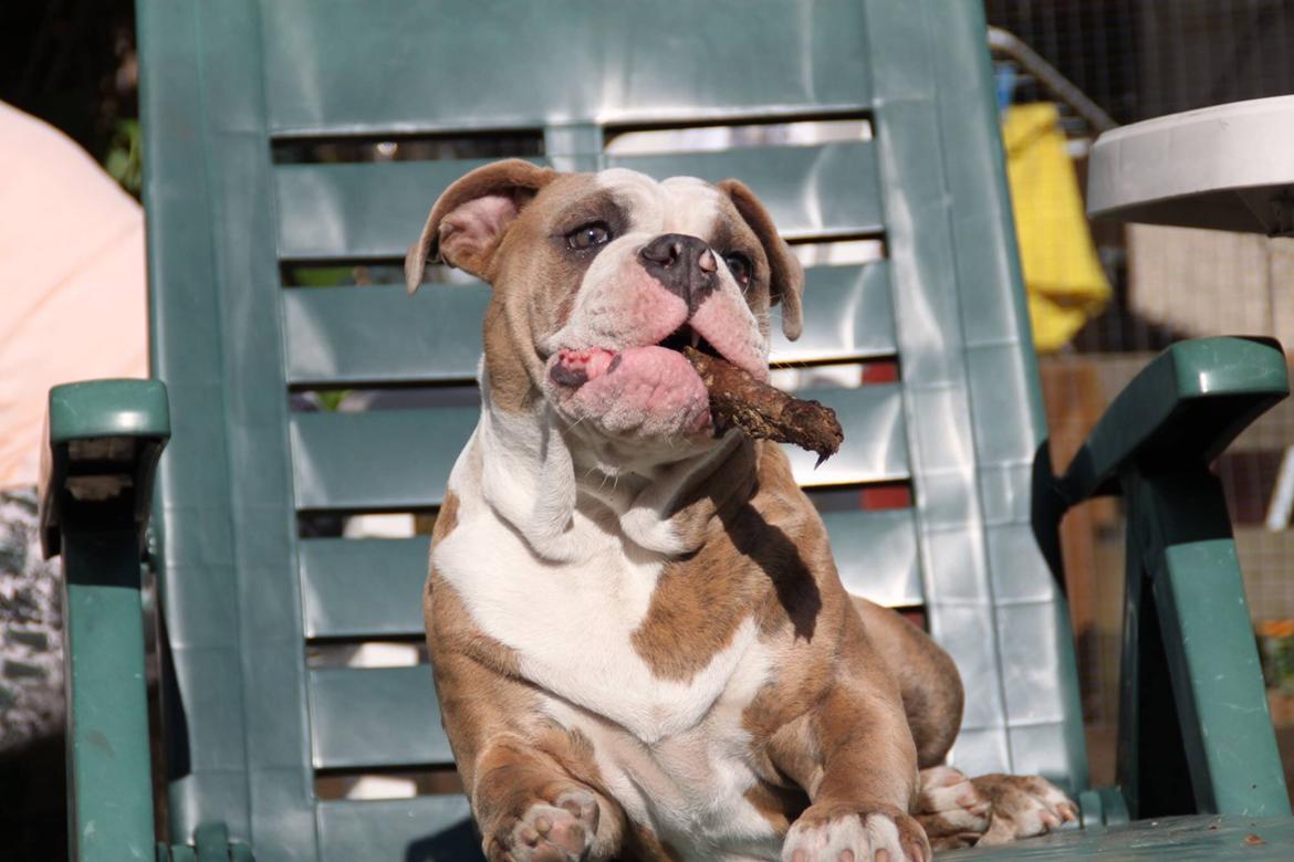 Olde english bulldogge Angeleyes Cherokee/ Herkus  billede 11