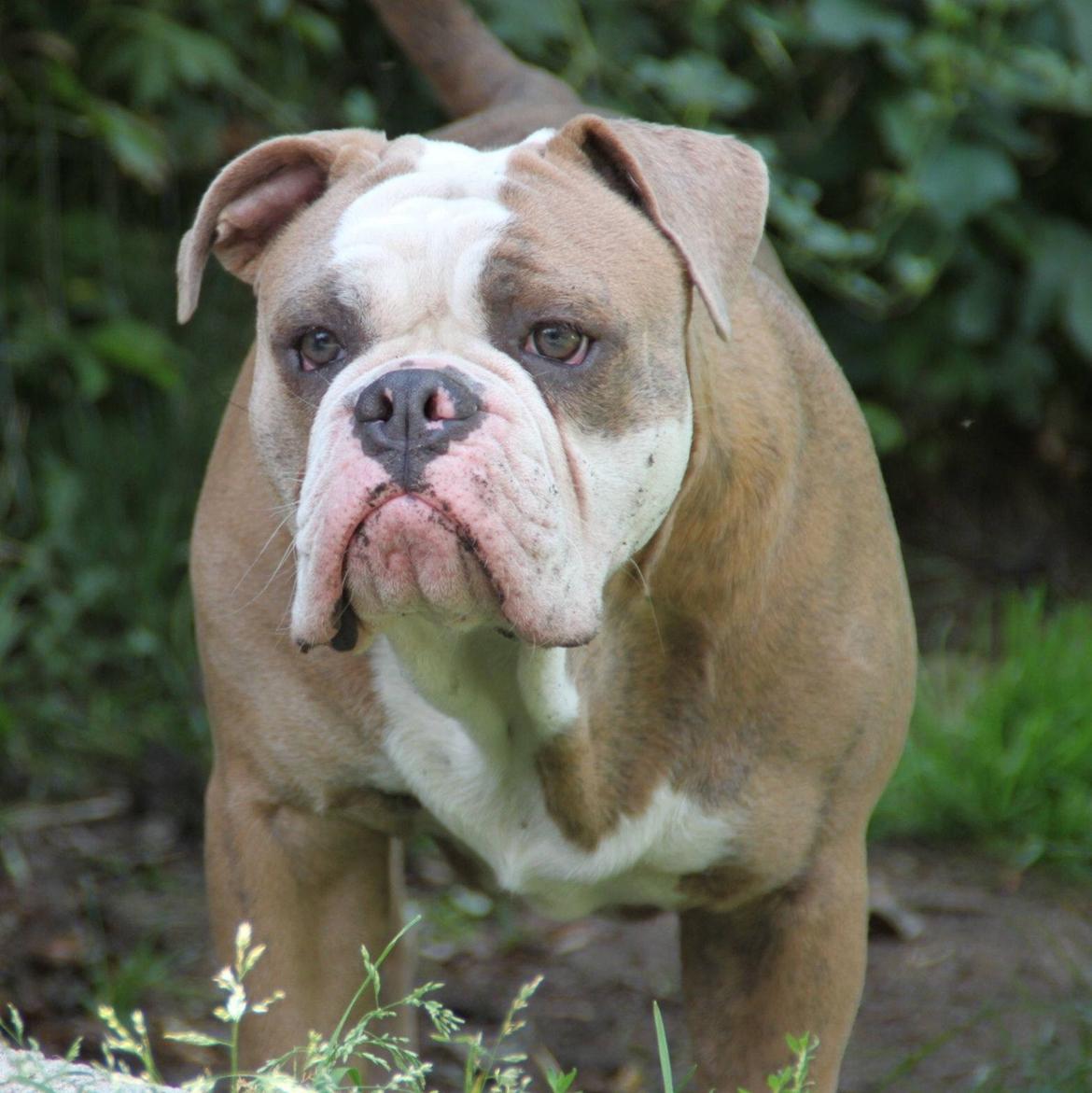 Olde english bulldogge Angeleyes Cherokee/ Herkus  billede 12