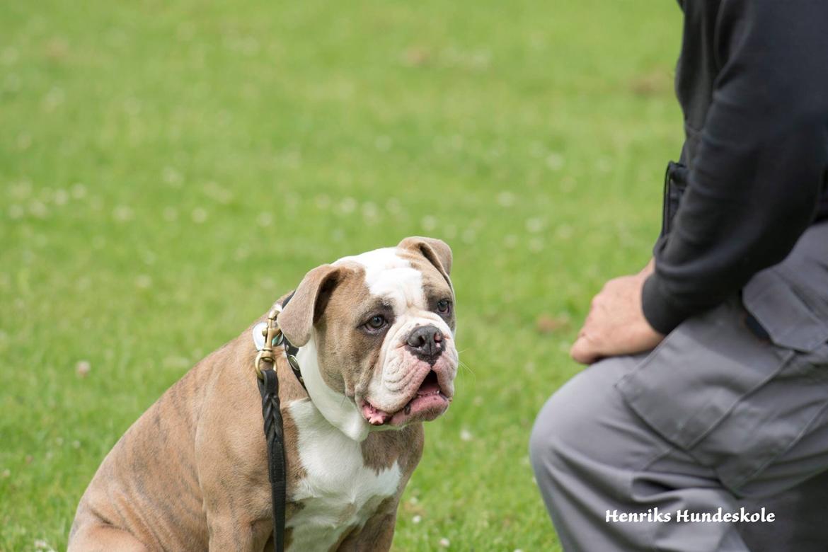 Olde english bulldogge Angeleyes Cherokee/ Herkus  billede 14