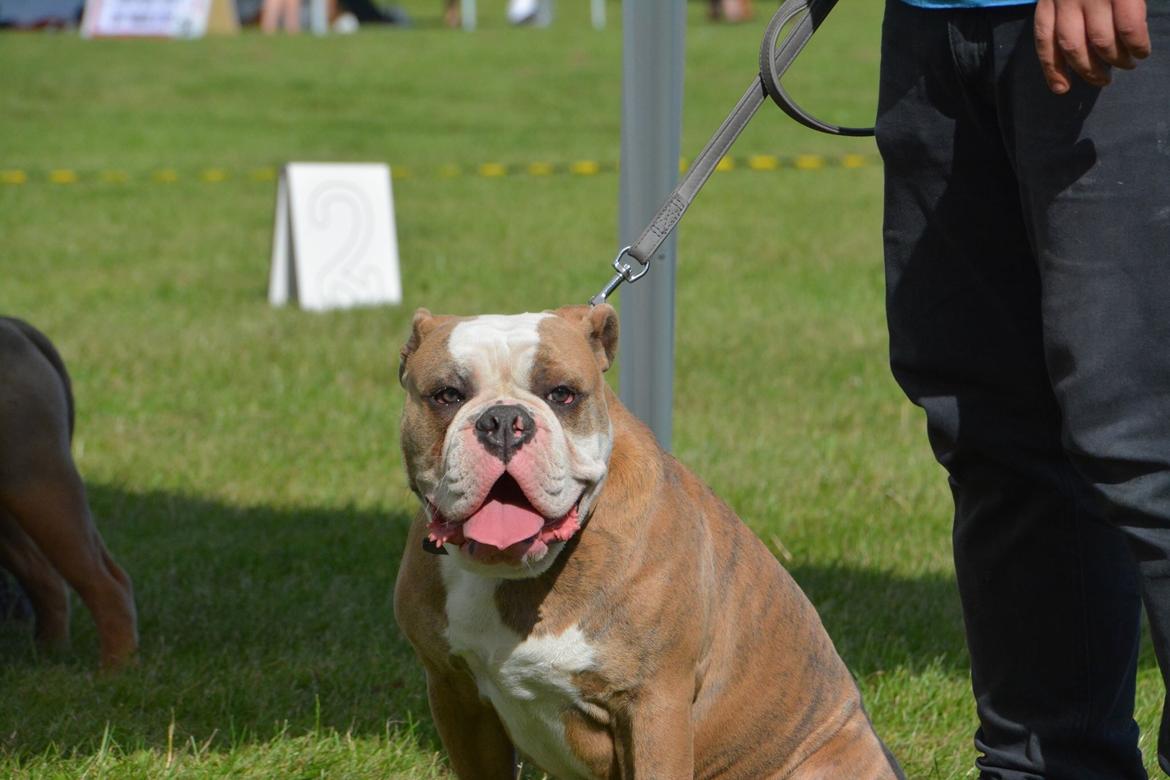 Olde english bulldogge Angeleyes Cherokee/ Herkus  billede 17