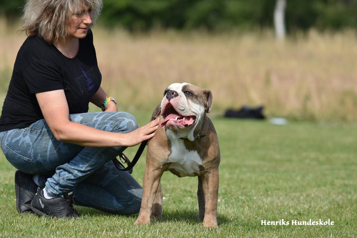 Olde english bulldogge Angeleyes Cherokee/ Herkus  billede 18