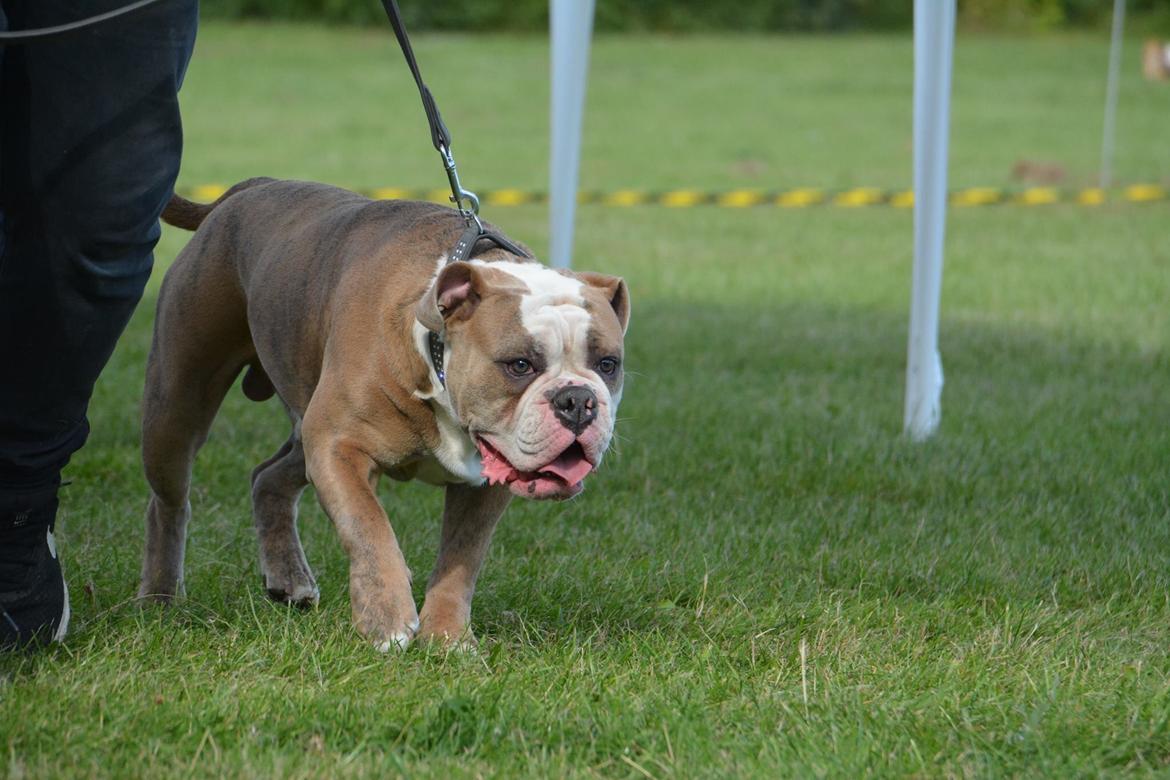 Olde english bulldogge Angeleyes Cherokee/ Herkus  billede 16