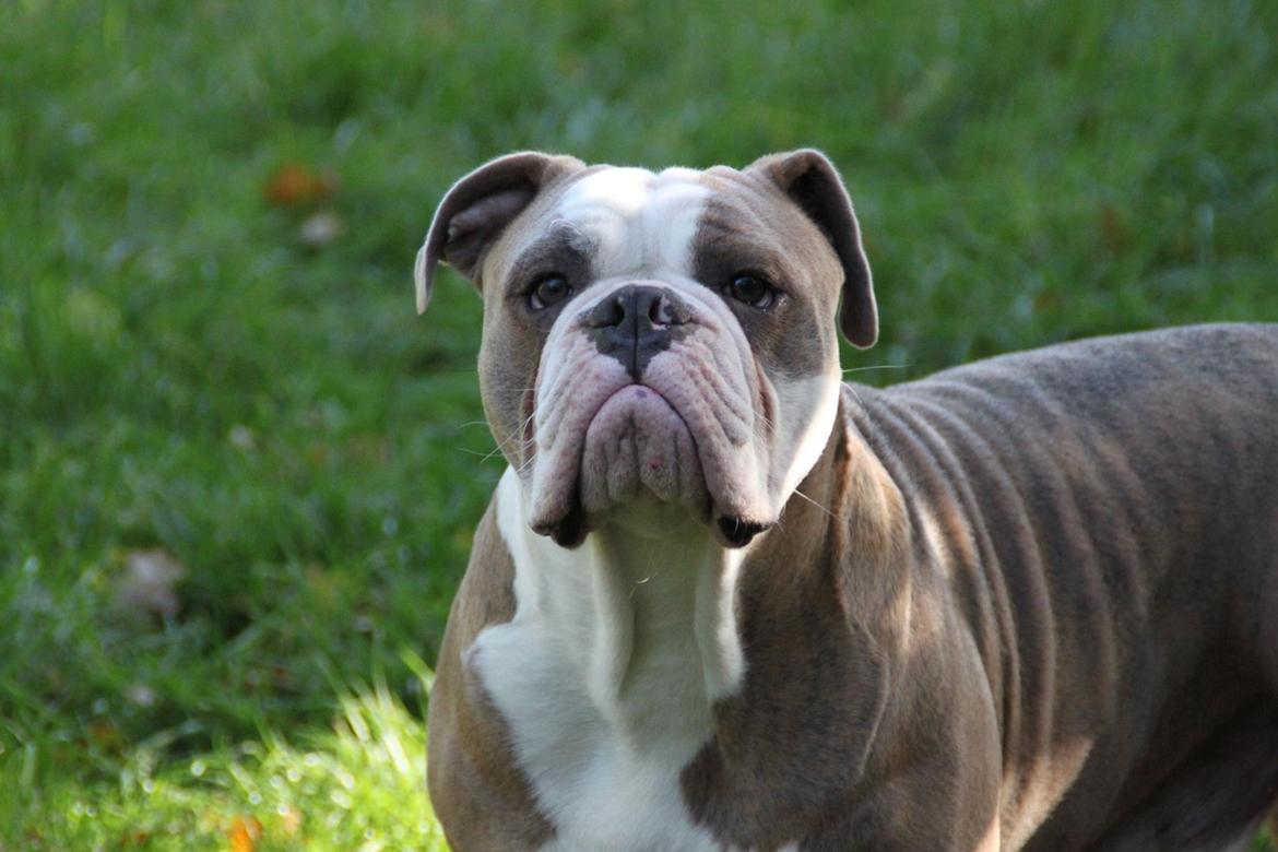 Olde english bulldogge Angeleyes Cherokee/ Herkus  billede 20