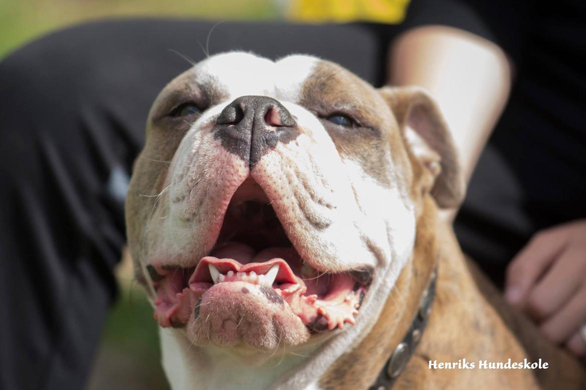 Olde english bulldogge Angeleyes Cherokee/ Herkus  billede 21