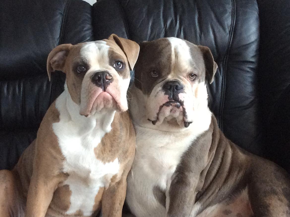 Olde english bulldogge Angeleyes Cherokee/ Herkus  billede 22