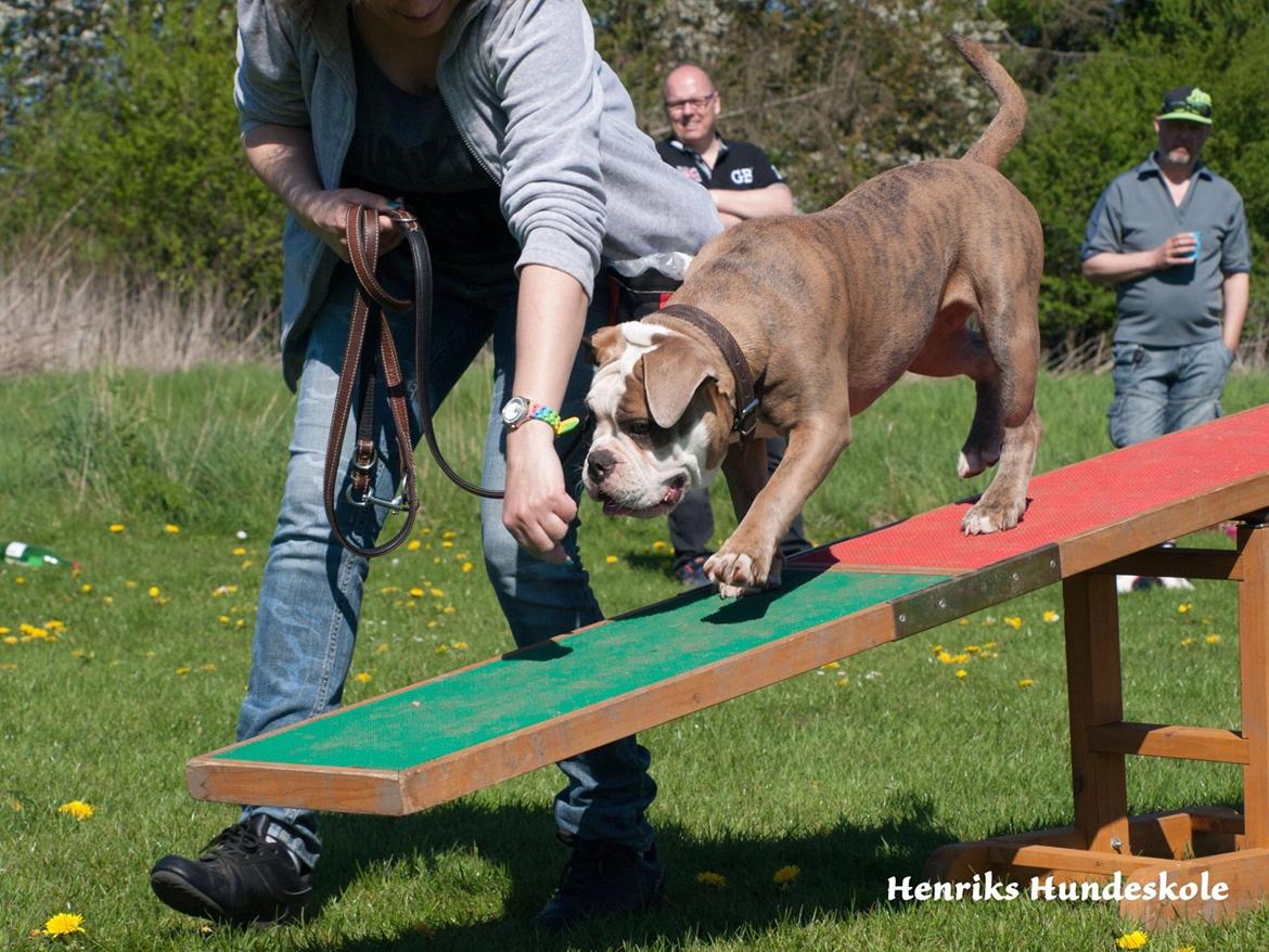 Olde english bulldogge Angeleyes Cherokee/ Herkus  billede 23