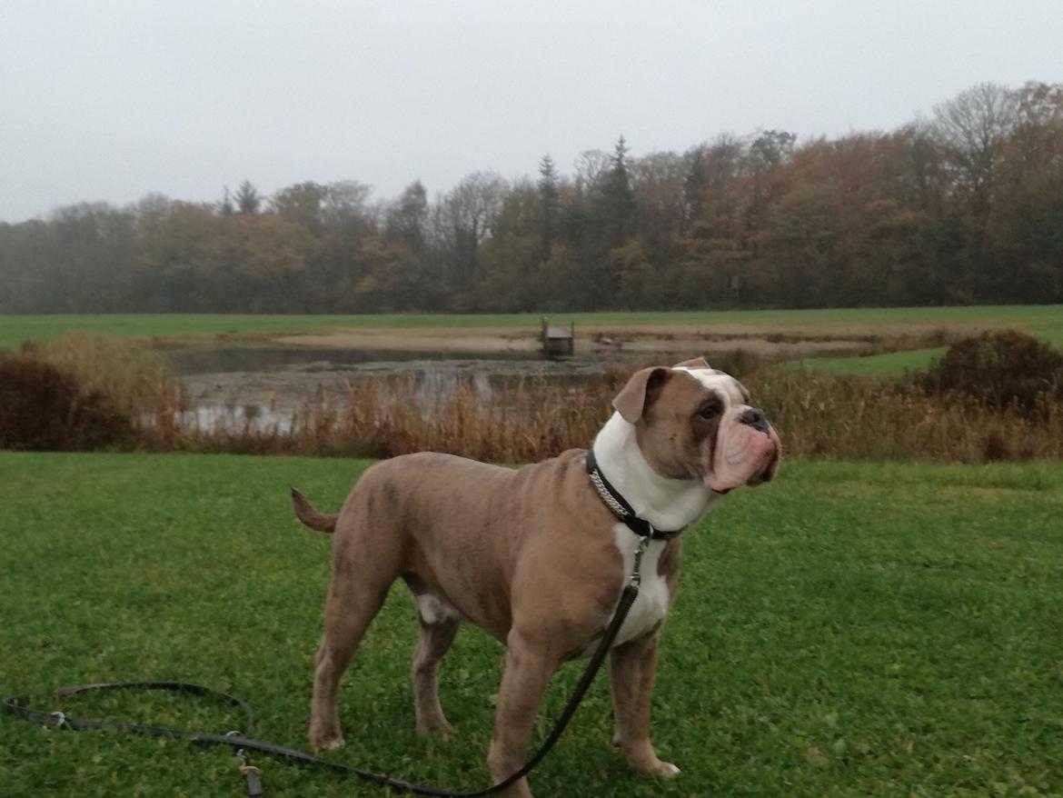 Olde english bulldogge Angeleyes Cherokee/ Herkus  billede 19