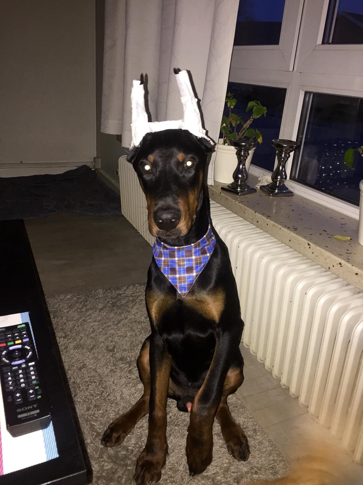 Dobermann Ben  billede 2