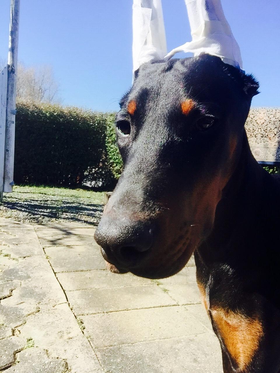 Dobermann Ben  billede 6