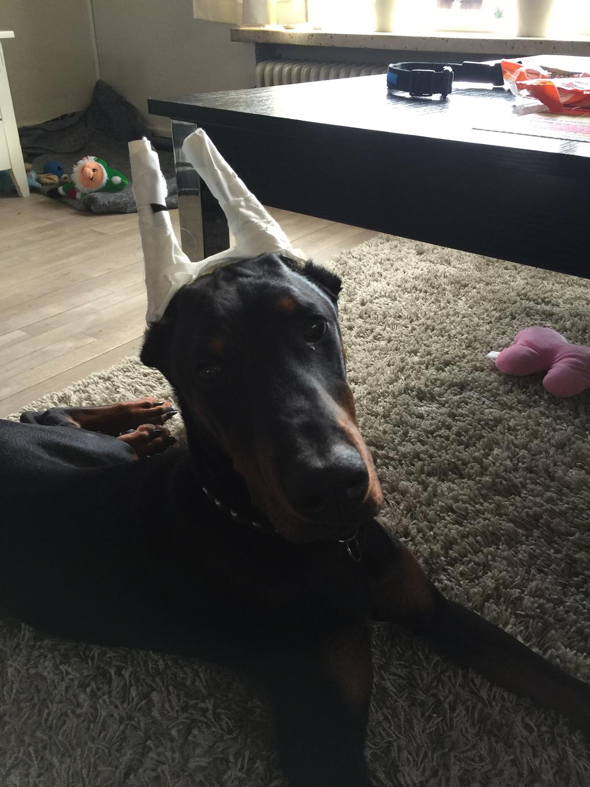 Dobermann Ben  billede 8