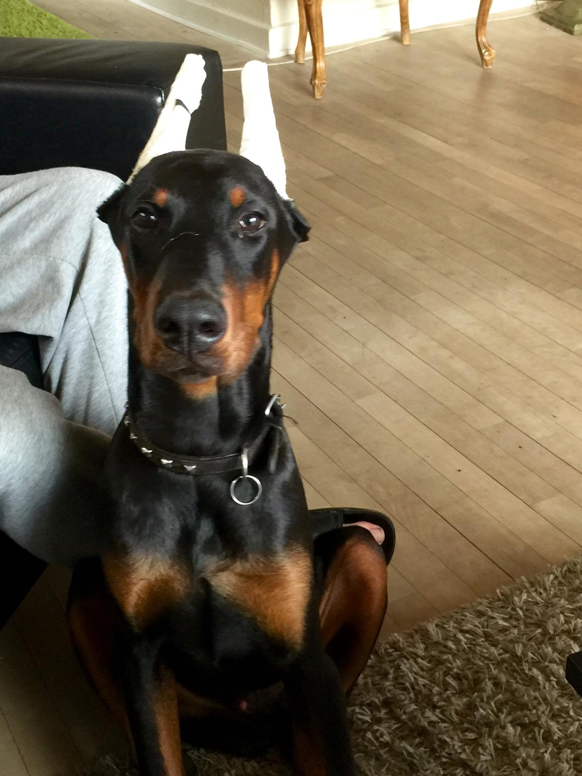 Dobermann Ben  billede 9