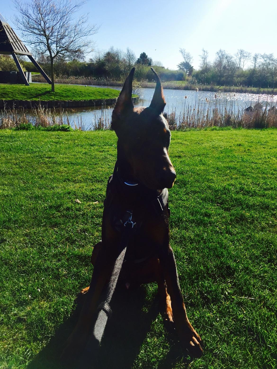 Dobermann Ben  billede 13