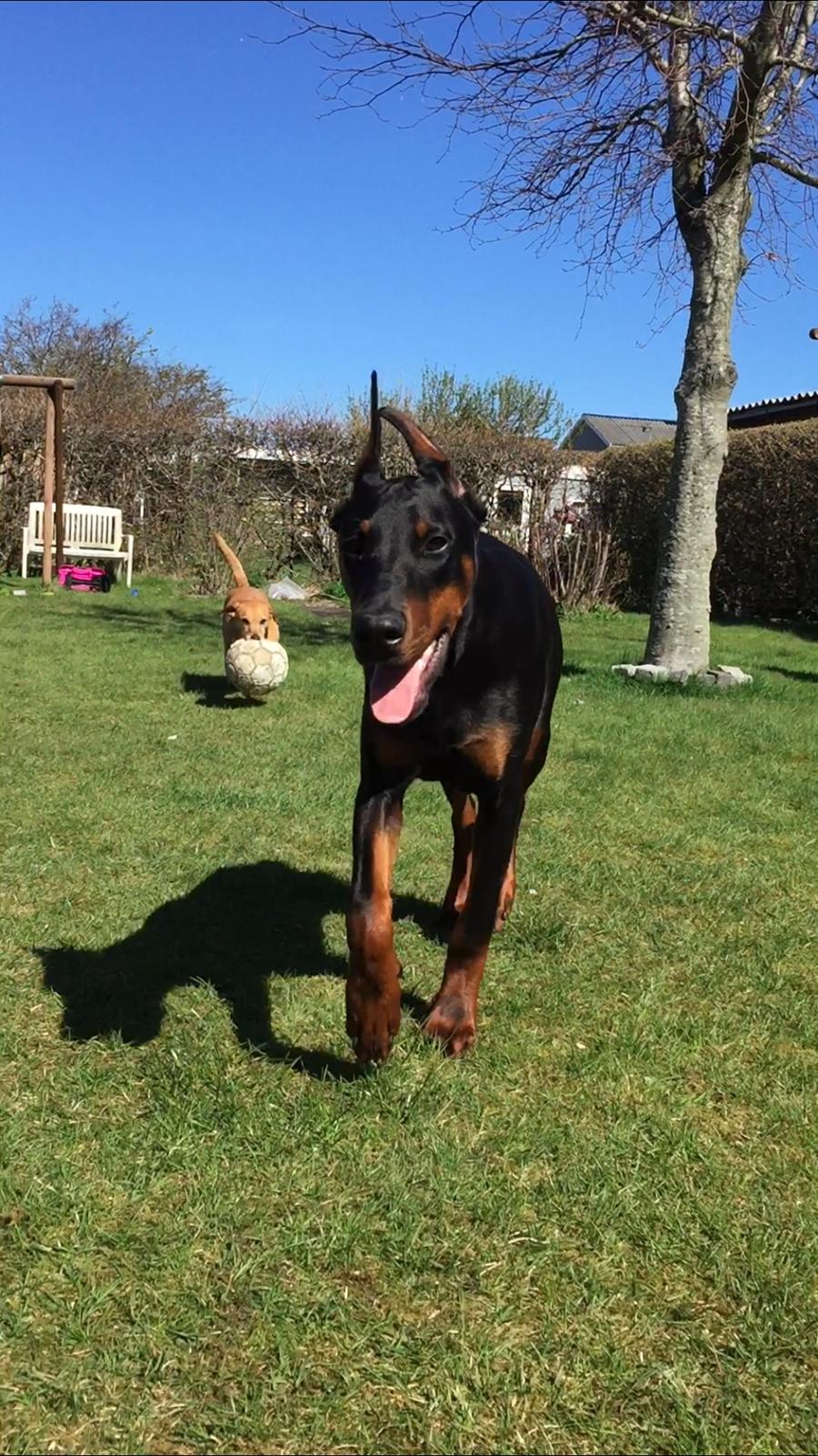 Dobermann Ben  billede 15