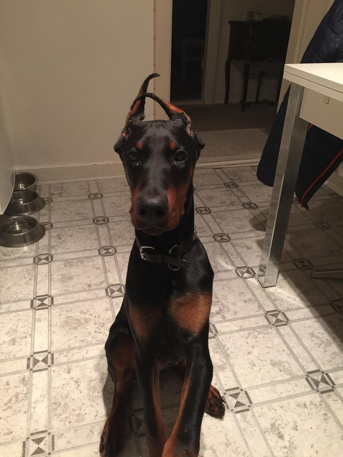 Dobermann Ben  billede 18