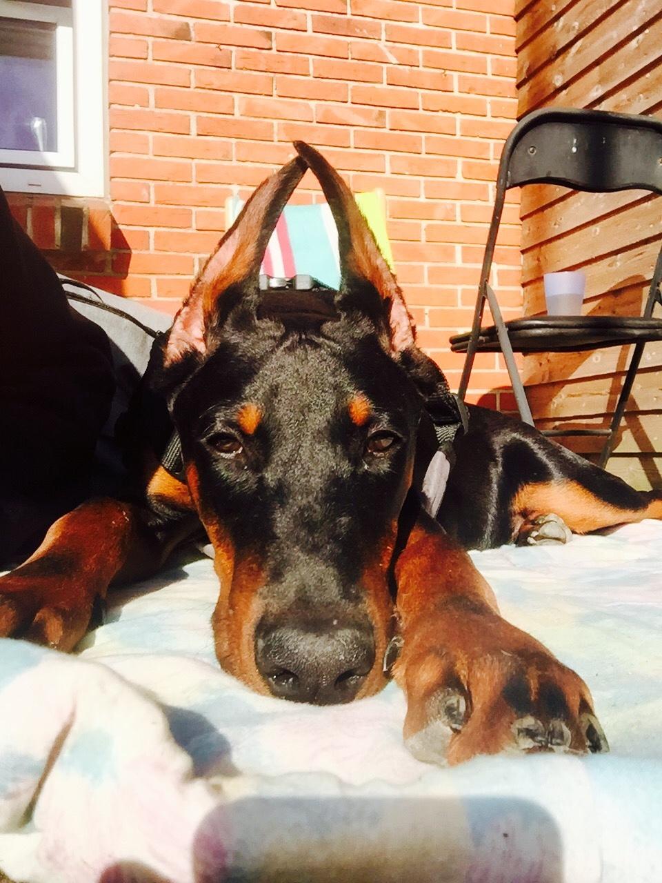 Dobermann Ben  billede 17