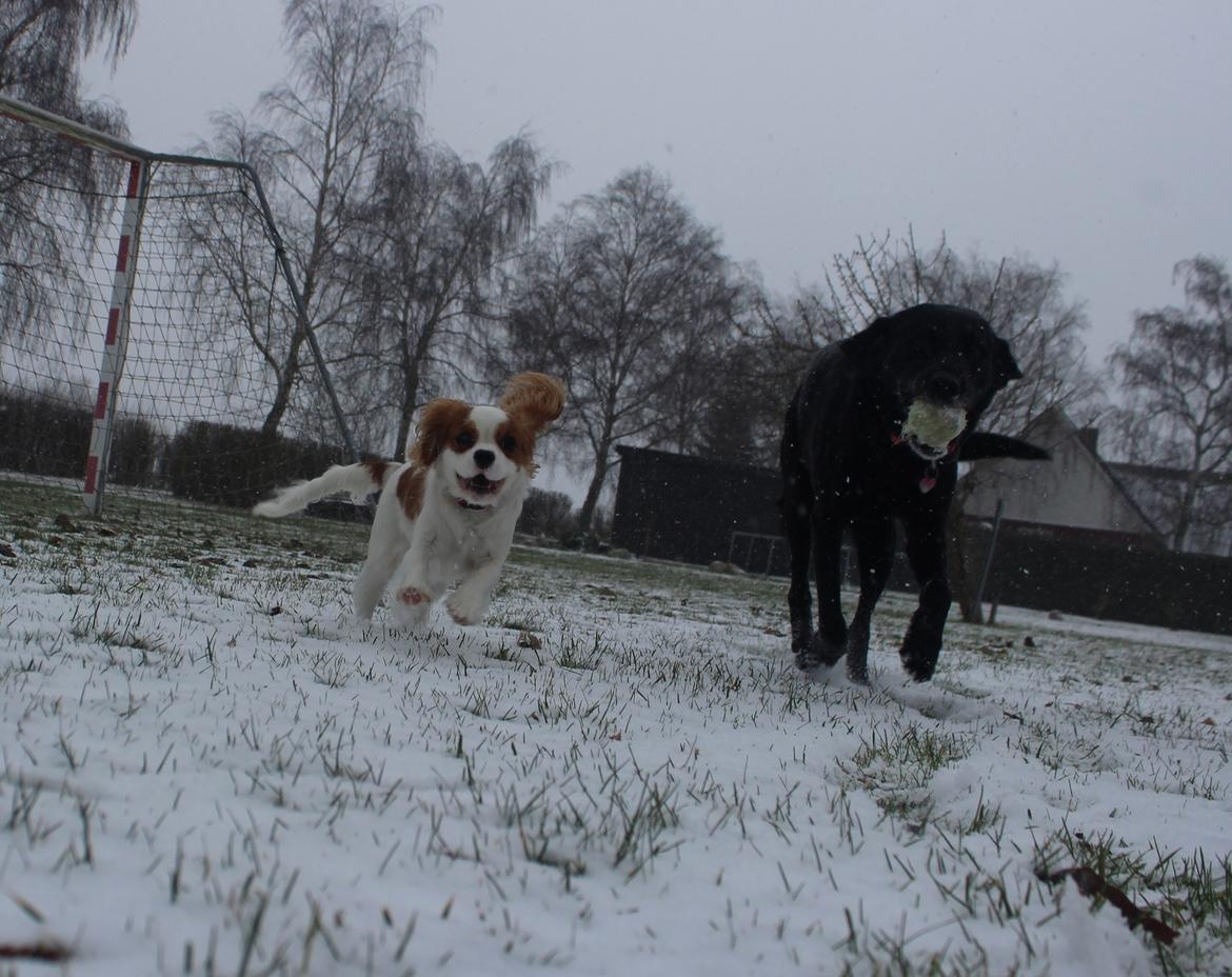 Cavalier king charles spaniel Zika billede 23